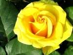Bright Yellow Rose