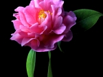 PINK CAMELLIA