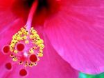 PINK HIBISCUS PETALS