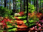 Lovely Forest