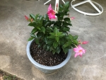 flowers in pot