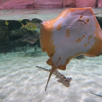 Stingray