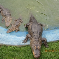 Great Gators