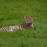 Amur Leopard