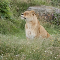 Inquisitive Lioness