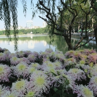 Lakeside flowers