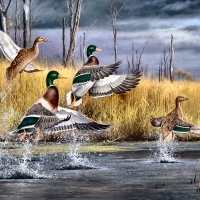 High Jumpers - Ducks