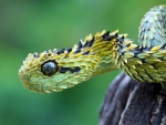 Feathered Tree Viper