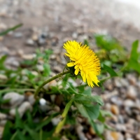 Yellow Flower
