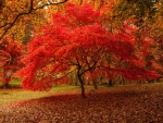 beautiful,autumn tree