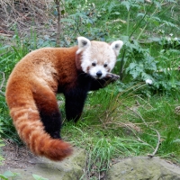 Red Panda