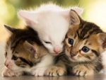 Cute Kitties