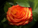 Orange Rose