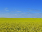 Canola Fields Forever