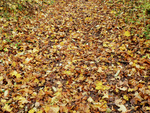 Fallen Leaves