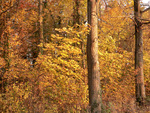 Autumn_Forest_02