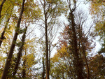 Autumn_Forest_03