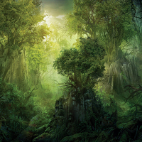 Legendary forest
