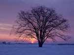 Winter's Sunrise