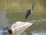 Heron on Rock
