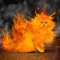 Fire Cat