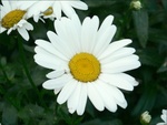 daisy 01