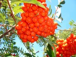 Mountain Ash Berries