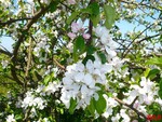 Spring Apple Blossom