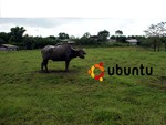 Ubuntu-16-WallPaper