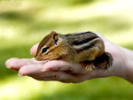 Baby chipmunk