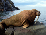 I am the walrus