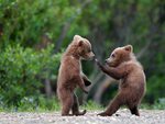 Sparring Cubs