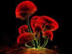 Red mushrooms