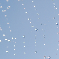 Dew drops on a web