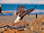 Beach Eagle