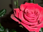 Sweet Red Rose