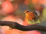 Robin on Branch