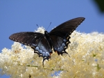 Butterfly on White Flowers