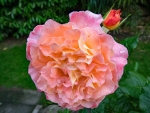 Pink Rose(Augusta Luise)
