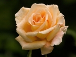 Lovely Orange Rose