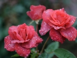 Drops on Pink Roses