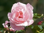 Cute pink rose