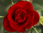 Lovely Red  Rose