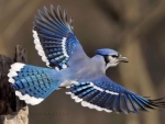 Blue Jay Flying
