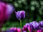 Purple Tulips