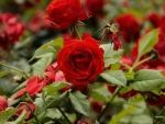 Red Roses