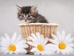 Cute Kitten on Basket