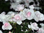 Light Pink Roses