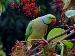 Green Parrot