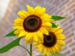Bright Yellow Sunflowers